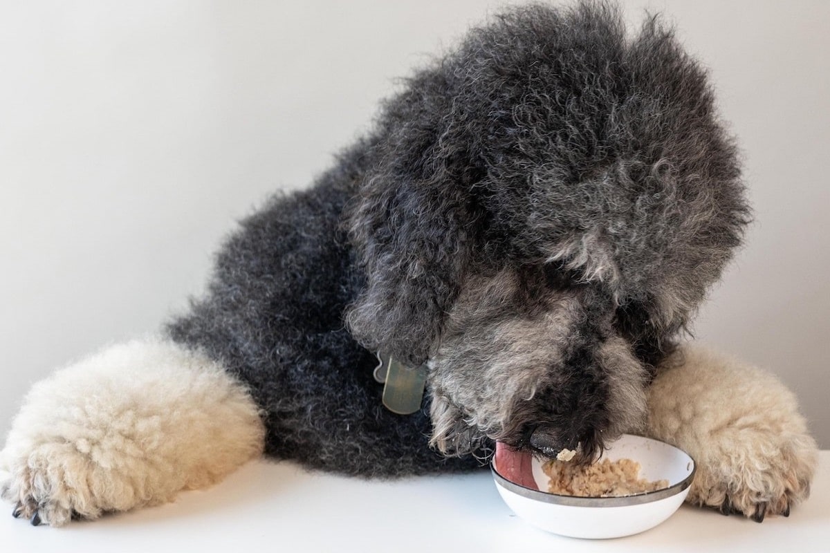 View of 6 Common Dog Food Allergies - My Perfect Pet - Gently Cooked Pet Food