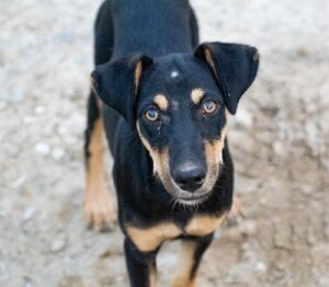 Dog with black and brown fur looking up, outside