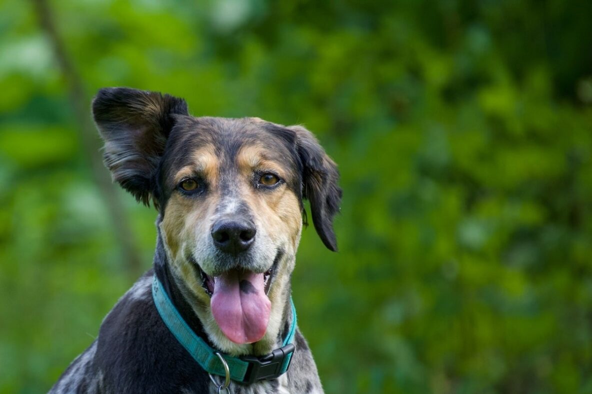 Dog with multi-colored fur, looking at camera with one ear up