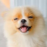 Happy young dog waiting to play