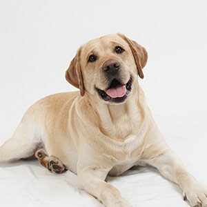 Attentive dog sitting on all fours