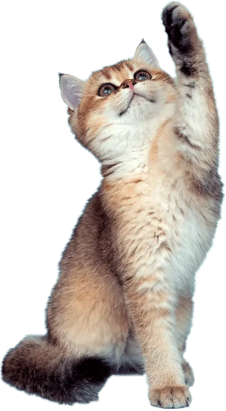 Cat reaching up for My Perfect Pet Food