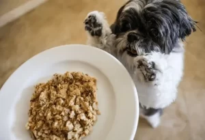 Hungry, small white and black dog standing up reaching for a plate of My Perfect Pet Food