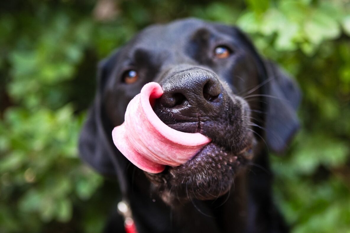 Hungry dog, featured on My Perfect Pet