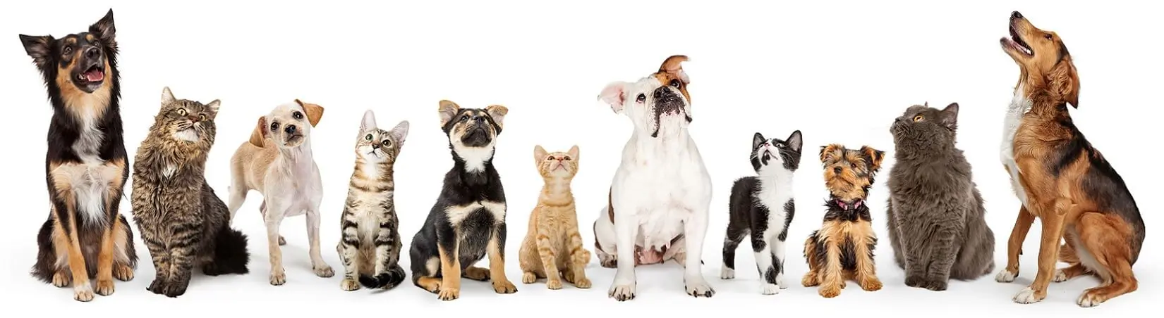 Dogs and cats looking up, featured on My Perfect Pet