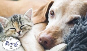 Dog and cat together on the couch, featured on My Perfect Pet