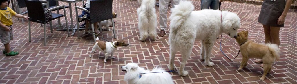 Dogs meeting people and other dogs in an open area with seating, featured on My Perfect Pet